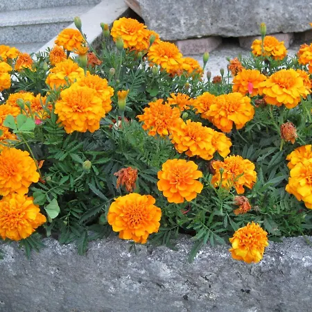 Blue Apartamento Ika