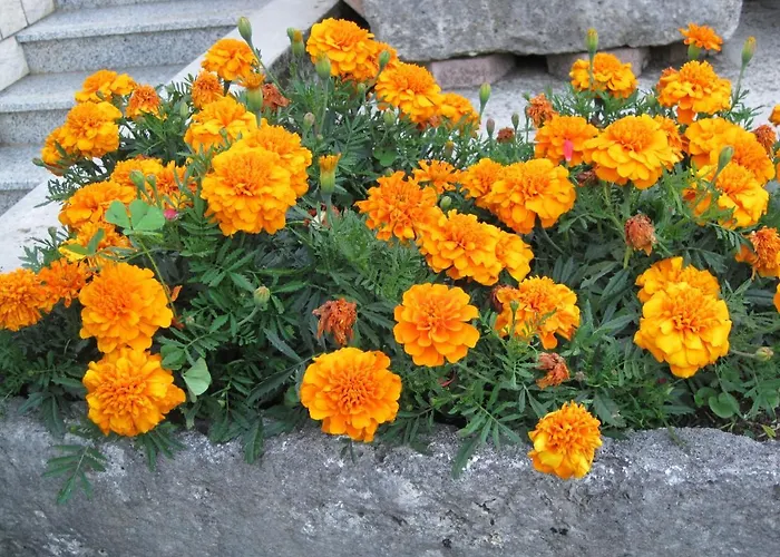 Blue Апартаменты Ика